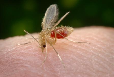Il flebotomo è un piccolo insetto marroncino di 2-3 mm simile a una zanzara.