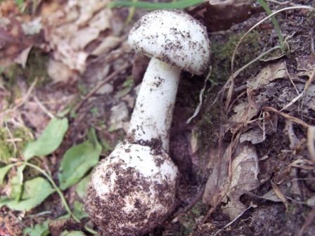 L'Amanita Verna è un fungo bianco simile allo Champignon.