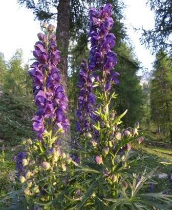 L'aconito ha fiori viola scuro e si sviluppa in altezza.