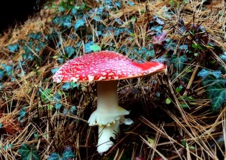 L'Amanita Muscaria è un fungo rosso a pallini bianchi.