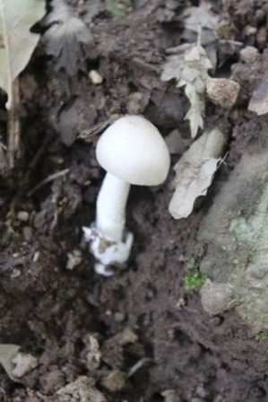 L'Amanita Phalloides è un fungo bianco simile allo Champignon.