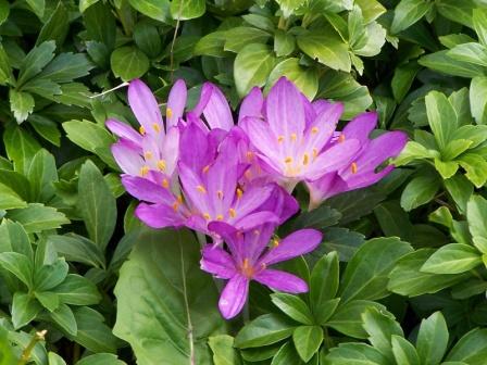 Il colchio ha petali viola che si schiariscono verso il centro del fiore.