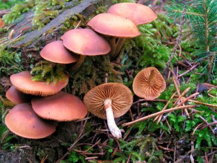 La Galerina Marginata è un fungo rosato che presenta dei raggi sotto la capocchia.