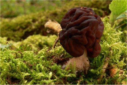 Il Gyromitra Esculenta è un fungo che ricorda una sezione cerebrale.