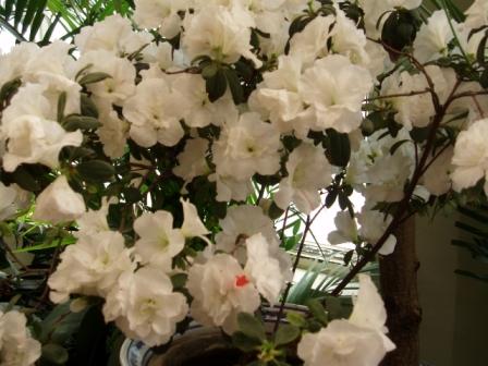 I fiori del Rododendro sono bianchi e ampi.