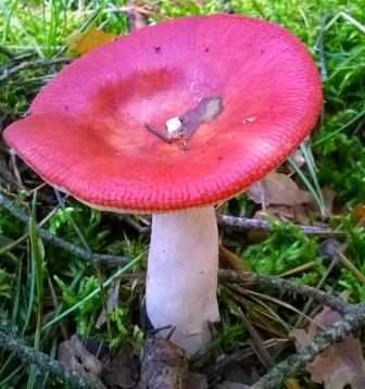 La Russula Emetica è un fungo dalla capocchia rossa e piatta.