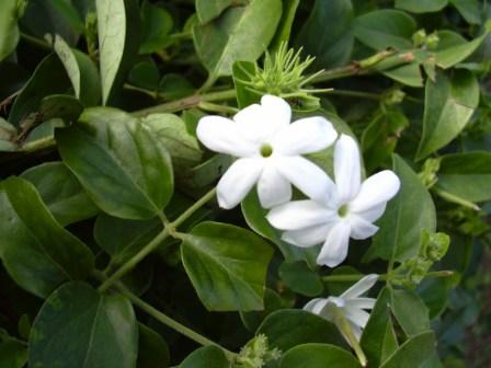 Il gelsomino ha piccoli fiori bianchi.
