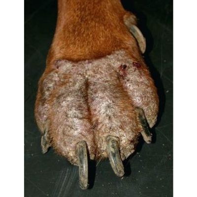 Immagine che mostra gli effetti della Rogna Demodettica sulla zampa di un cane: sono visibili formazioni crostose e alopecia.