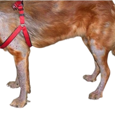 Immagine che mostra gli effetti della Rogna Demodettica su di un cane; sono visibili formazioni di colore nerastro sulla pelle e alopecia.