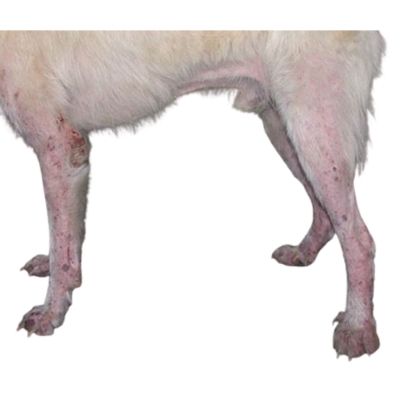 Immagine che mostra gli effetti della Rogna Sarcoptica su di un cane; sono visibili cute arrossata, papule e perdita di pelo.